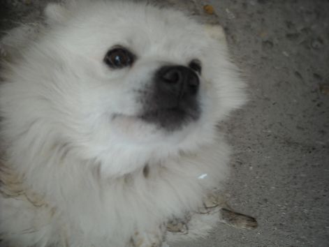 tappi.02.jpg